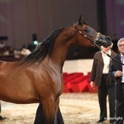 2012 Dubai International Championships - Day 1