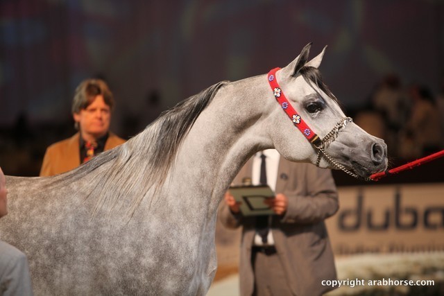 2012 Dubai International Championships - Day 1
