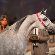 2012 Dubai International Championships - Day 1