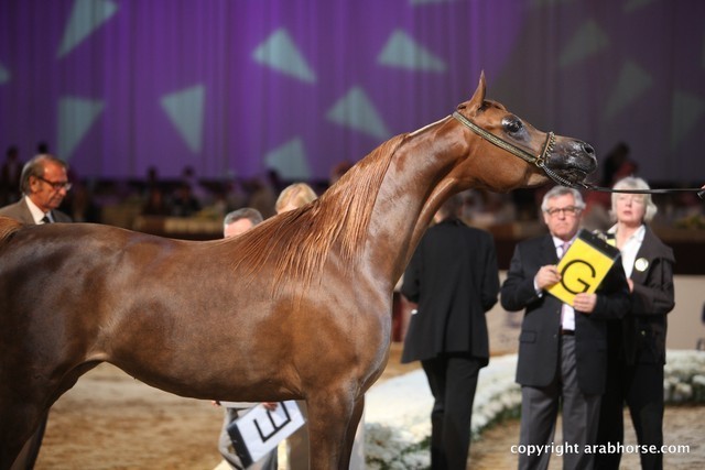 2012 Dubai International Championships - Day 1