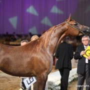 2012 Dubai International Championships - Day 1