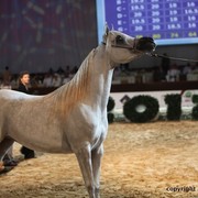 2012 Dubai International Championships - Day 1