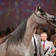 2012 Dubai International Championships - Day 1