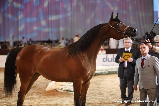 2012 Dubai International Championships - Day 1