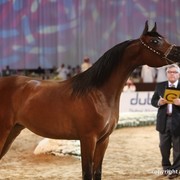 2012 Dubai International Championships - Day 1