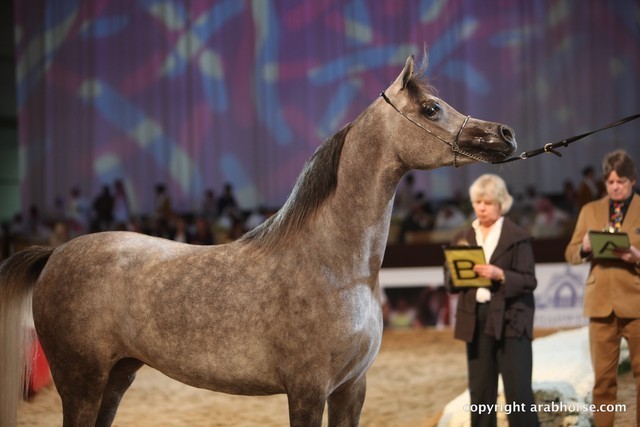 2012 Dubai International Championships - Day 1