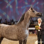 2012 Dubai International Championships - Day 1