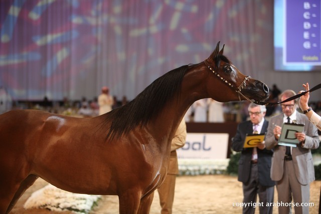 2012 Dubai International Championships - Day 1