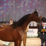 2012 Dubai International Championships - Day 1