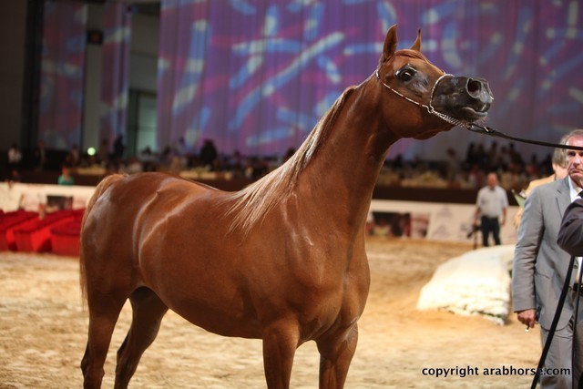 2012 Dubai International Championships - Day 1