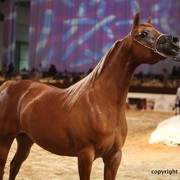 2012 Dubai International Championships - Day 1