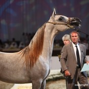 2012 Dubai International Championships - Day 1