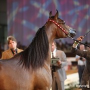 2012 Dubai International Championships - Day 1