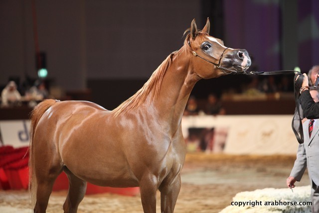 2012 Dubai International Championships - Day 1