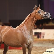 2012 Dubai International Championships - Day 1