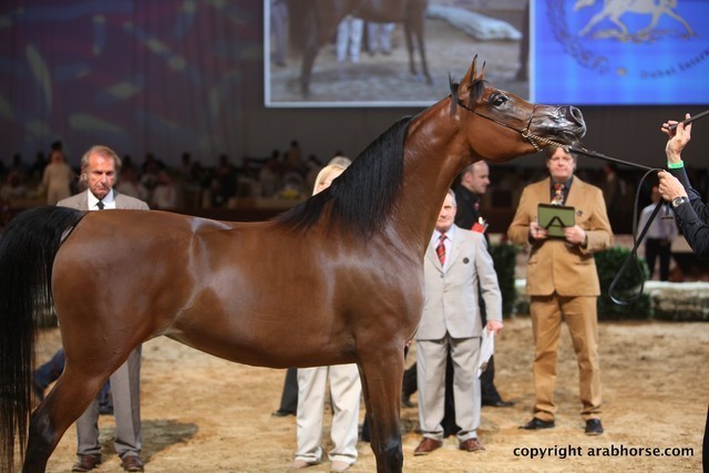 2012 Dubai International Championships - Day 1