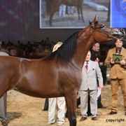 2012 Dubai International Championships - Day 1