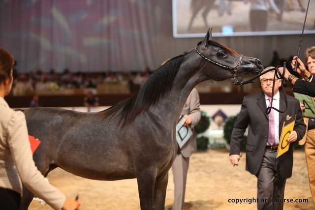 2012 Dubai International Championships - Day 1