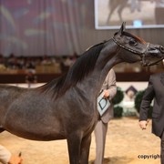 2012 Dubai International Championships - Day 1