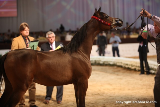 2012 Dubai International Championships - Day 1