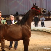2012 Dubai International Championships - Day 1