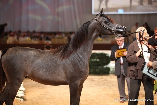 2012 Dubai International Championships - Day 1