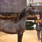 2012 Dubai International Championships - Day 1