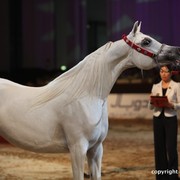 2012 Dubai International Championships - Day 1