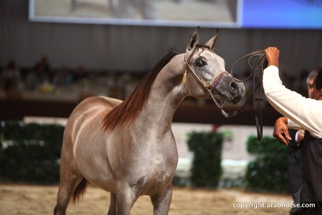 2012 Dubai International Championships - Day 1