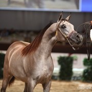 2012 Dubai International Championships - Day 1