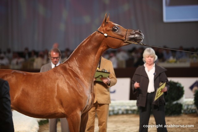 2012 Dubai International Championships - Day 1
