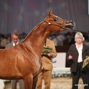 2012 Dubai International Championships - Day 1