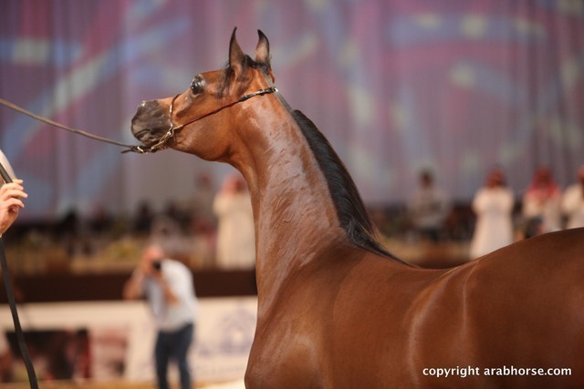 2012 Dubai International Championships - Day 1