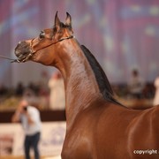 2012 Dubai International Championships - Day 1
