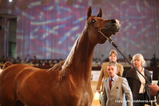 2012 Dubai International Championships - Day 1