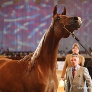 2012 Dubai International Championships - Day 1