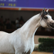 2012 Dubai International Championships - Day2
