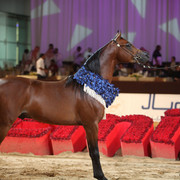 2012 Dubai International Championships - Day2
