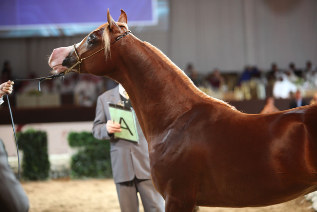 2012 Dubai International Championships - Day2