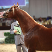 2012 Dubai International Championships - Day2
