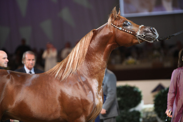 2012 Dubai International Championships - Day2
