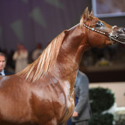 2012 Dubai International Championships - Day2