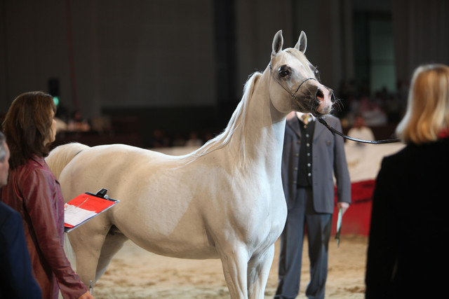 2012 Dubai International Championships - Day2