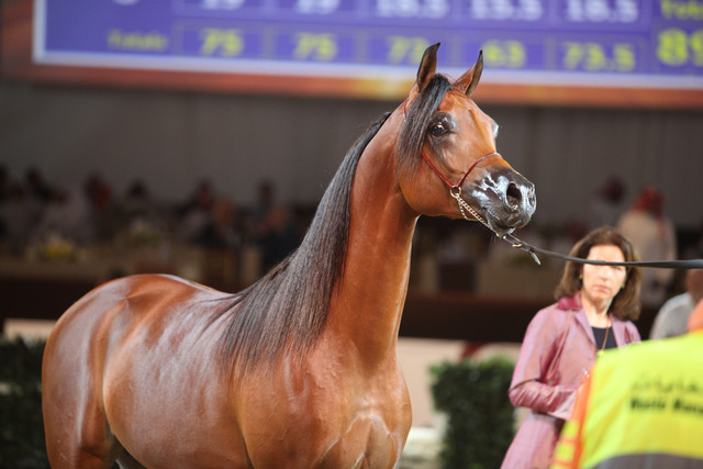 2012 Dubai International Championships - Day2