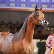 2012 Dubai International Championships - Day2