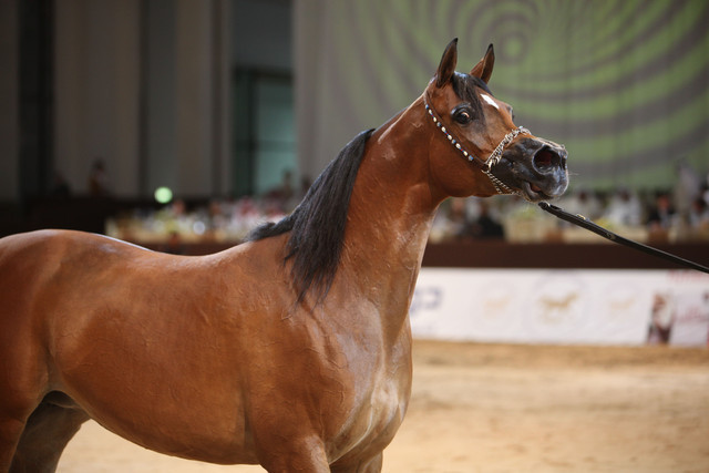 2012 Dubai International Championships - Day2