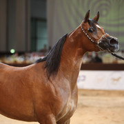 2012 Dubai International Championships - Day2