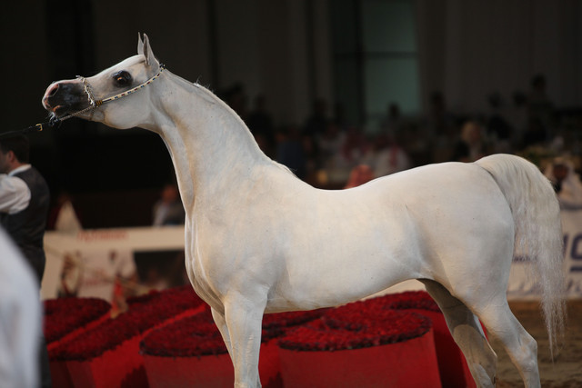 2012 Dubai International Championships - Day2