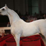 2012 Dubai International Championships - Day2