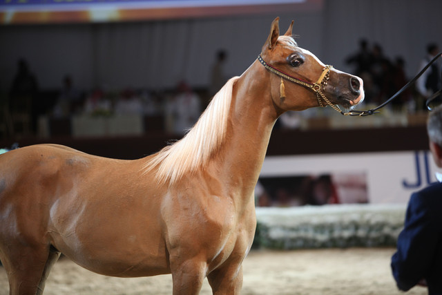 2012 Dubai International Championships - Day2